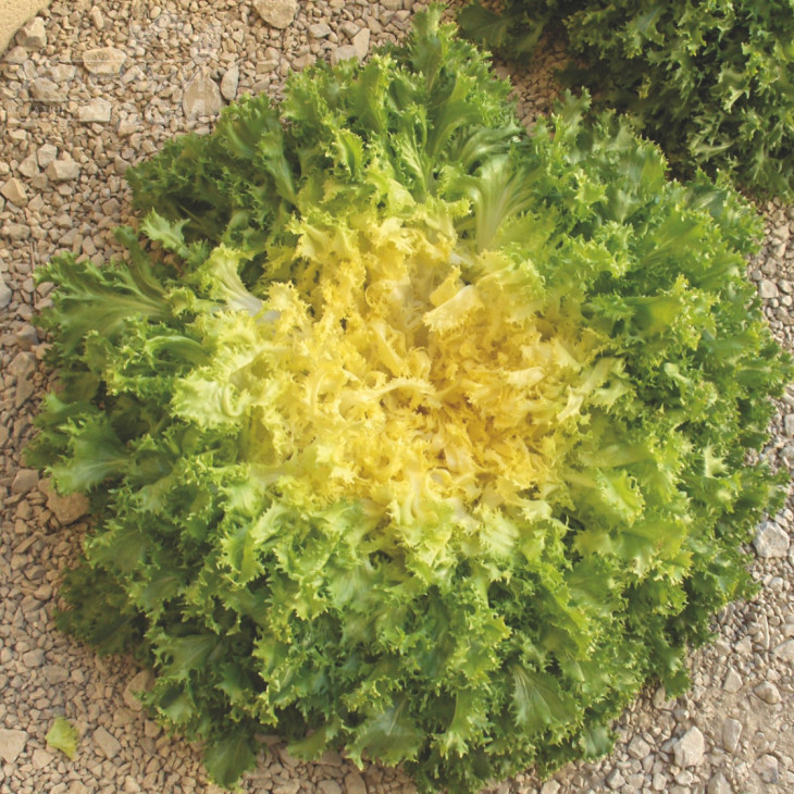 Домарі / Domari фото 2