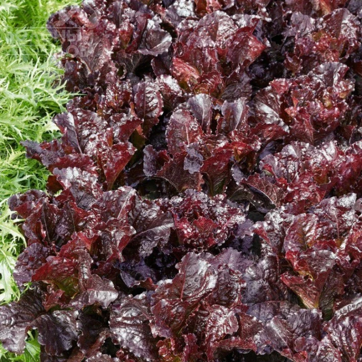 Дарк Роден / Dark Roden фото 1