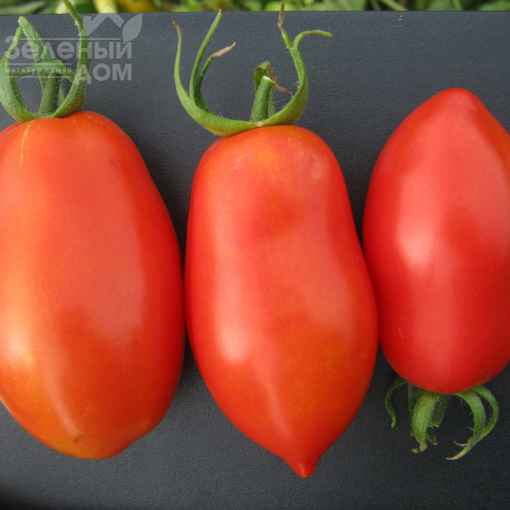 Талент F1 / Talent F1 фото 1