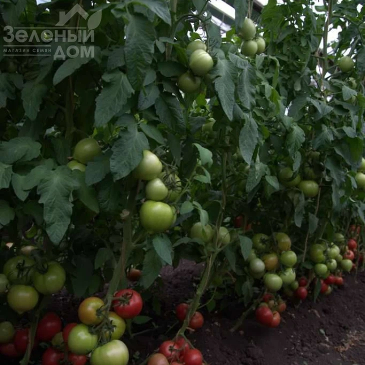Санрайз F1 / Sunrise F1 фото 3