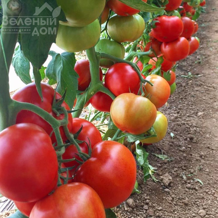 Прайд F1 / Prayd F1,100 днів фото 2