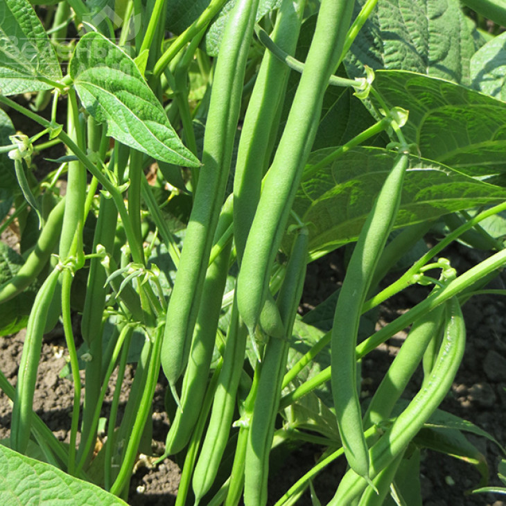 Крокет / Kroket фото 1