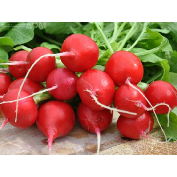 Шахрі / Shahri,25-30 днів фото 1