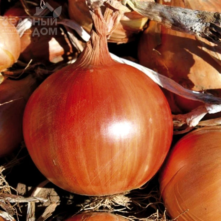 Легаси / Legasy, 130-140 дней фото 1