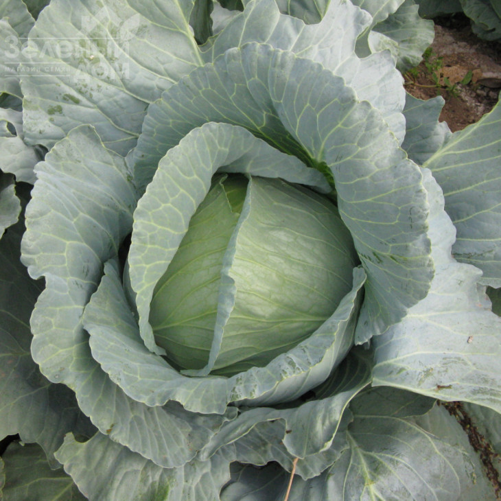 Марлу F1 / Marlu F1,85-90 днів фото 1