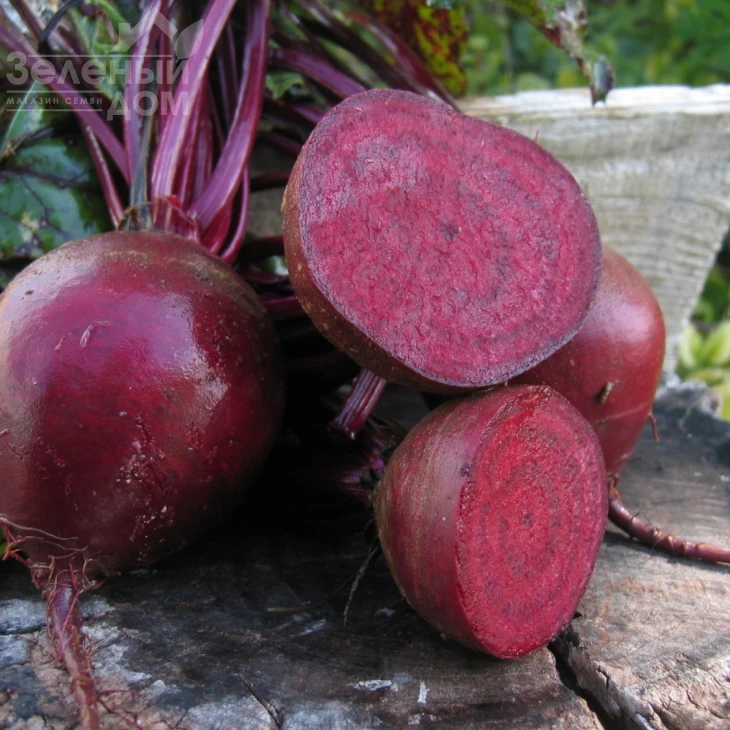 Пабло F1 / Pablo F1,105-108 дней фото 4