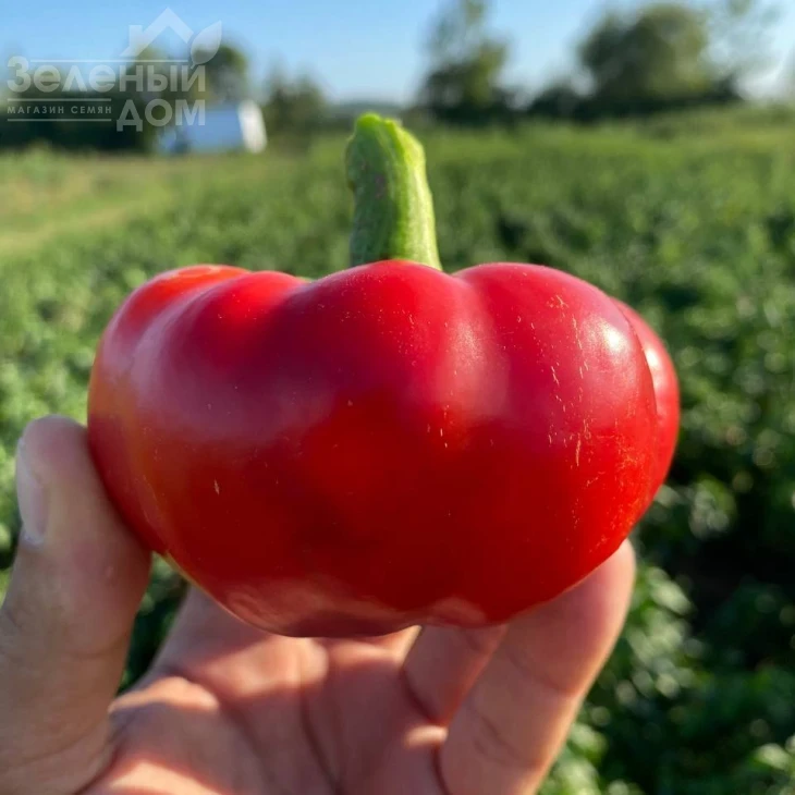 Вераче F1  (П 16262) / Verache F1 (Р 16262)  фото 1