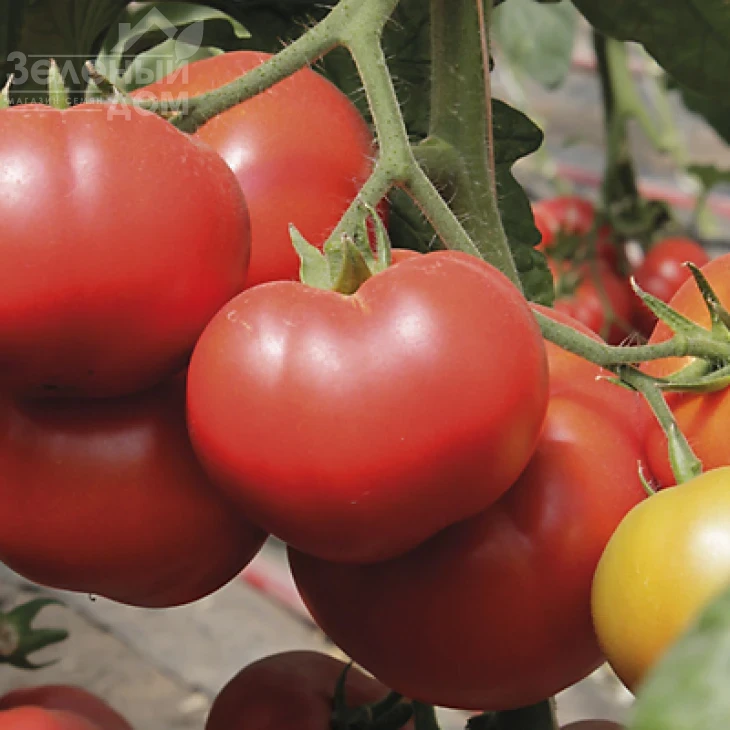 Капонет F1 / Caponet F1 фото 1