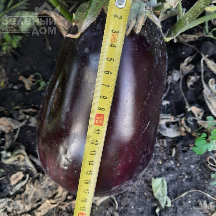 Регтайм (INX 804) F1 / Regtime (INX 804) F1,80-85 днів фото 4