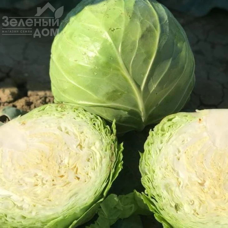 Баградион F1 / Bagradion F1, 48-53 дня фото 1