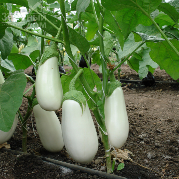 Бібо F1 / Bibo F1,50-55 днів фото 2