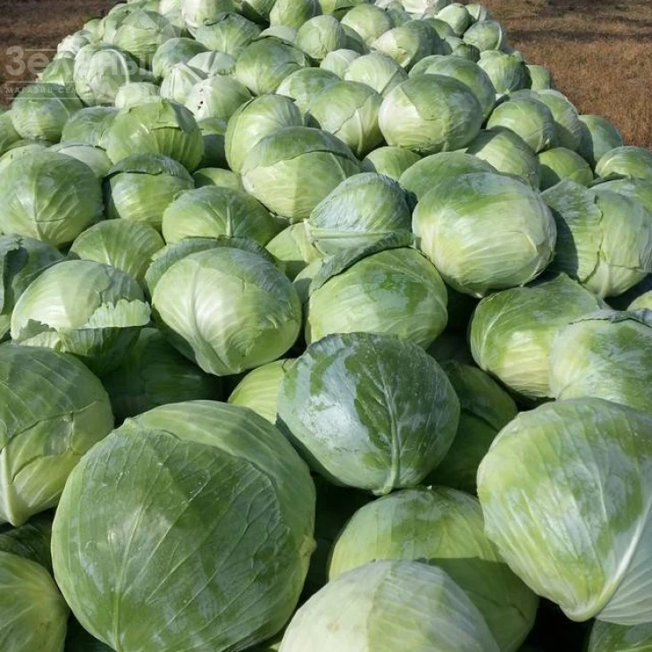 Агрессор F1 / Agressor F1,110-120 дней фото 1