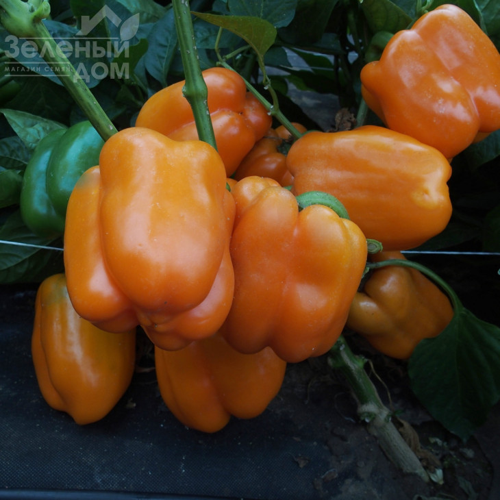 Кубіста F1 / Kubista F1 фото 2