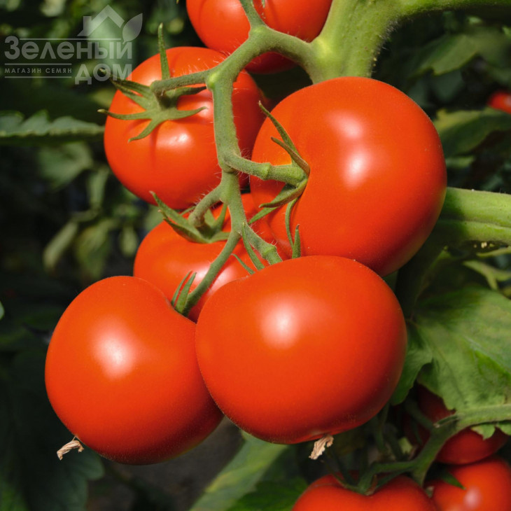 Тойво F1 / Toivo F1,70-75 днів фото 1