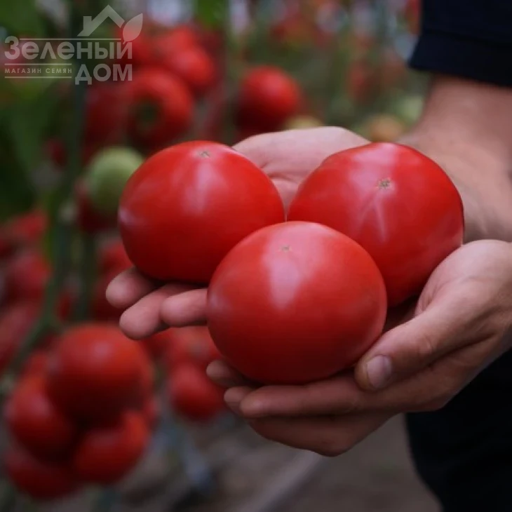 Макан F1 / Macan F1,55 дней фото 6