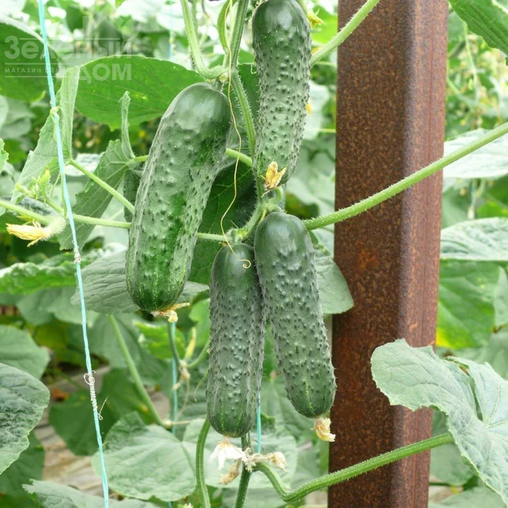 ЗКИ-104 F1 / ZKI-104 F1,42 дня фото 1