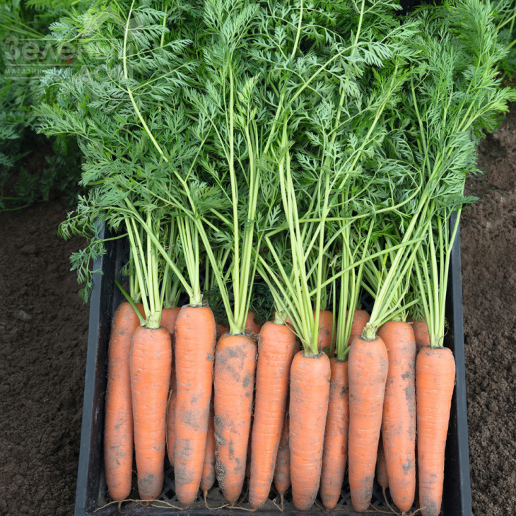 Берлін F1 / Berlin F1,113 днів фото 2