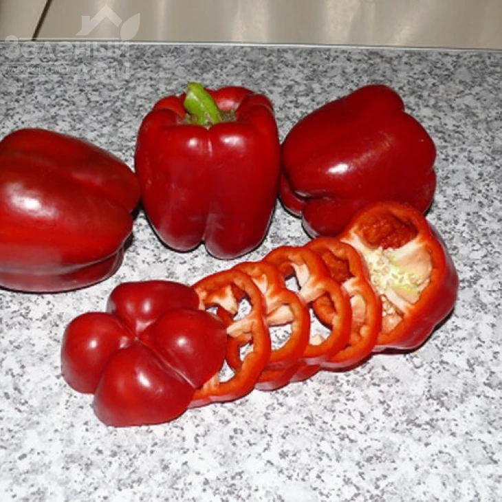 Белл F1 / Bell F1,70 дней фото 4