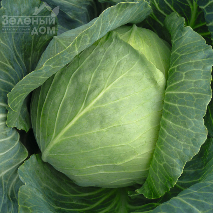 Бронко F1 / Bronco F1,80 днів фото 1