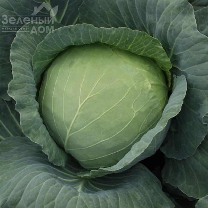 Кубок F1 / Kubok F1,85-90 днів фото 4