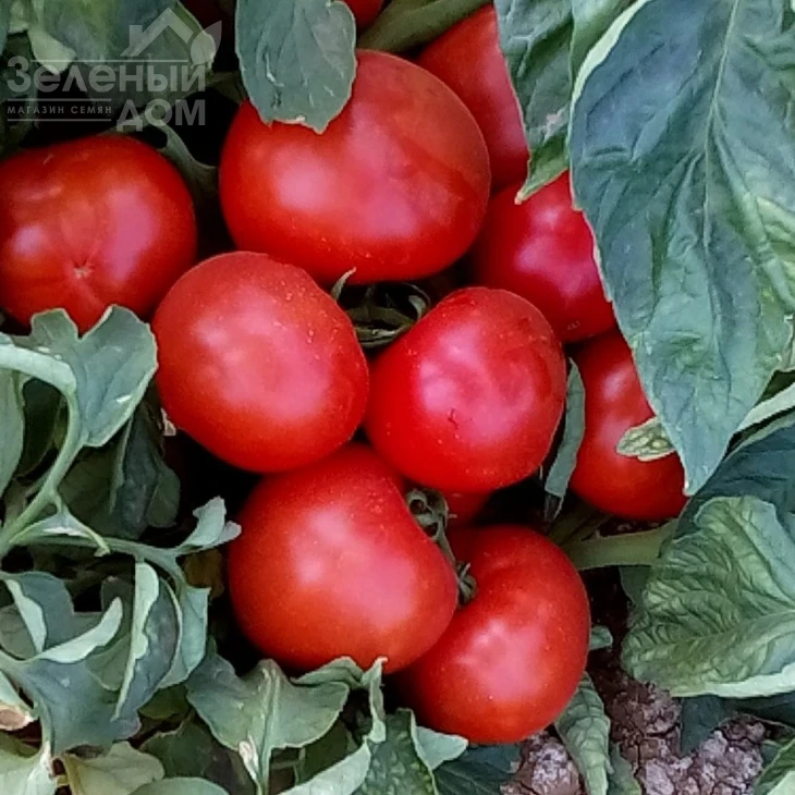 Айваз 331 F1 / Ajvaz 331 F1,65-70 дней фото 1