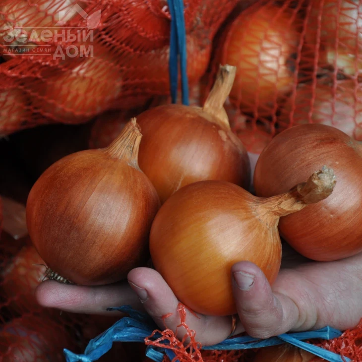 Хайденс F1 / Haydens F1, 125-130 дней фото 3