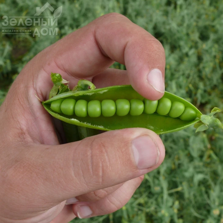 Мегасайз / Megasayz, 55-60 дней фото 4