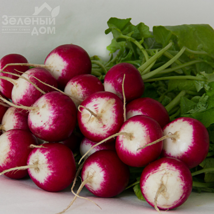 Ніколь F1 / Nicol F1 (Стандарт),23-25 днів фото 1