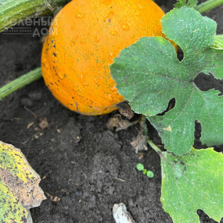 Апрентіс F1 / Aprentis F1 фото 2