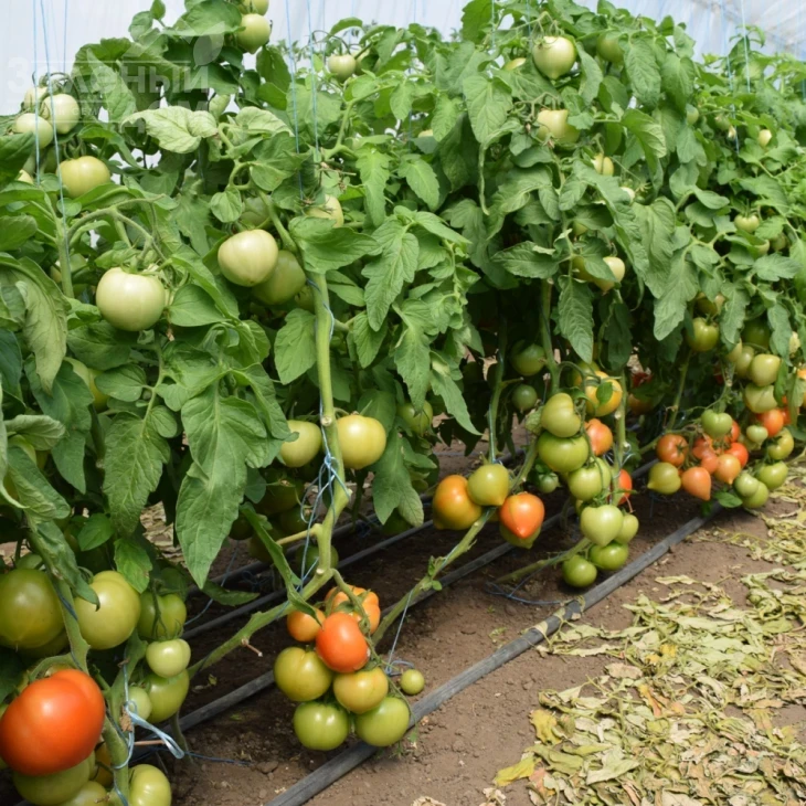 Риксос F1 / Riksos F1 фото 2