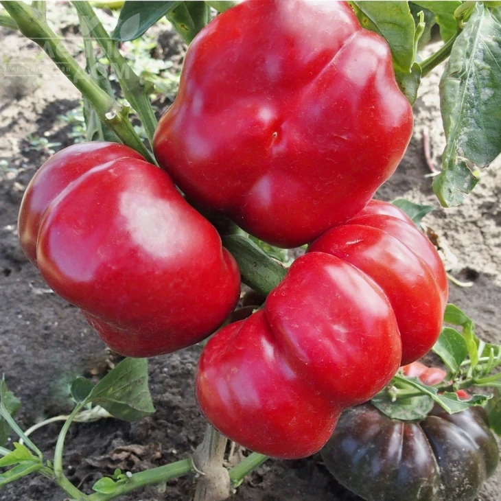 Раен / Raen фото 1