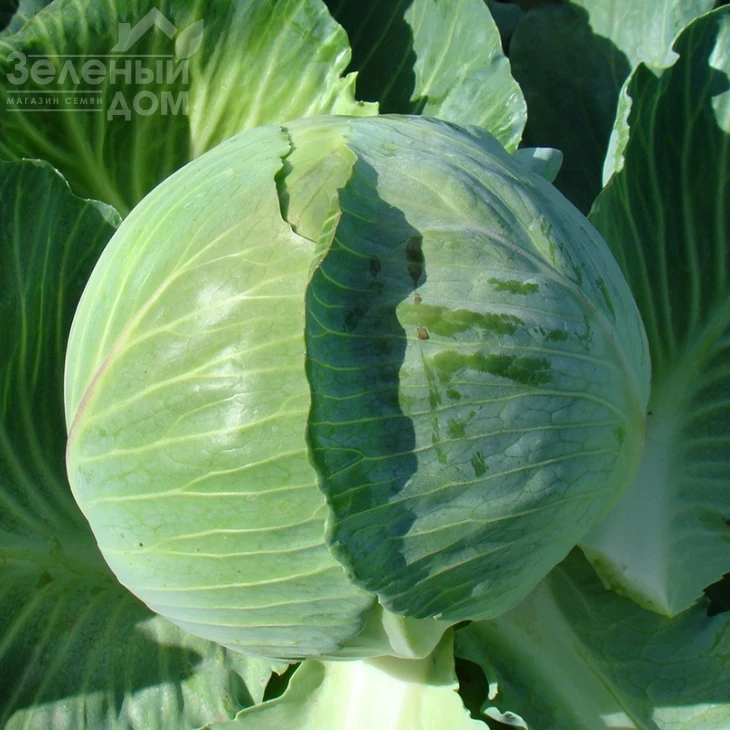 Каунт F1 / Count F1,140 дней фото 1