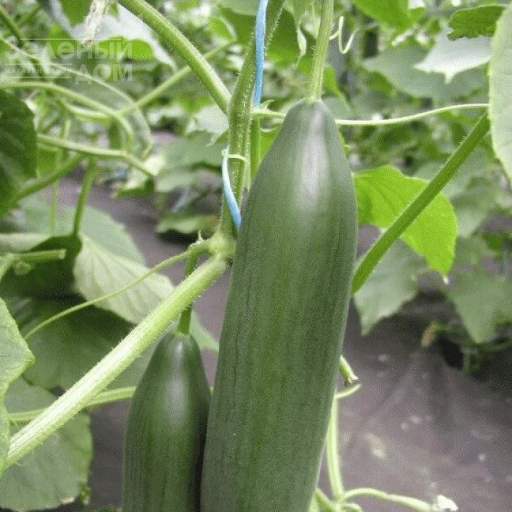 Емілі F1 / Emilie F1,35-40 днів фото 1