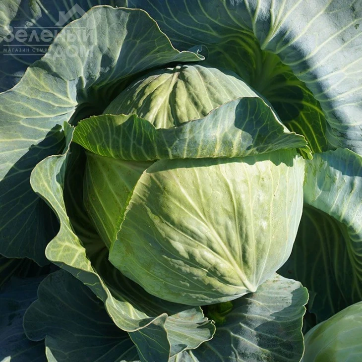 Эластор F1 / Elastor F1,115-125 дней фото 1