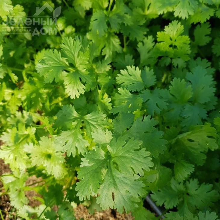 Марино / Marino,40-45 дней фото 1