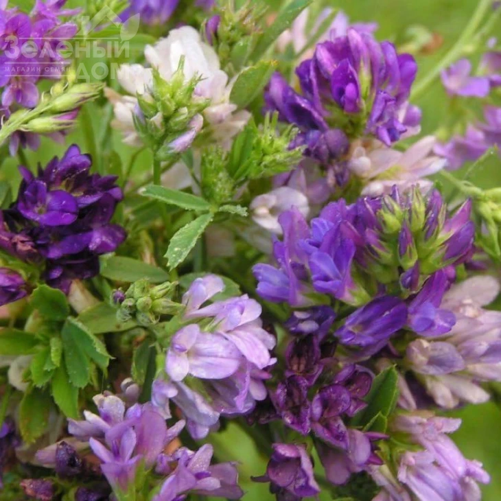 Люцерна / Lutserna фото 1