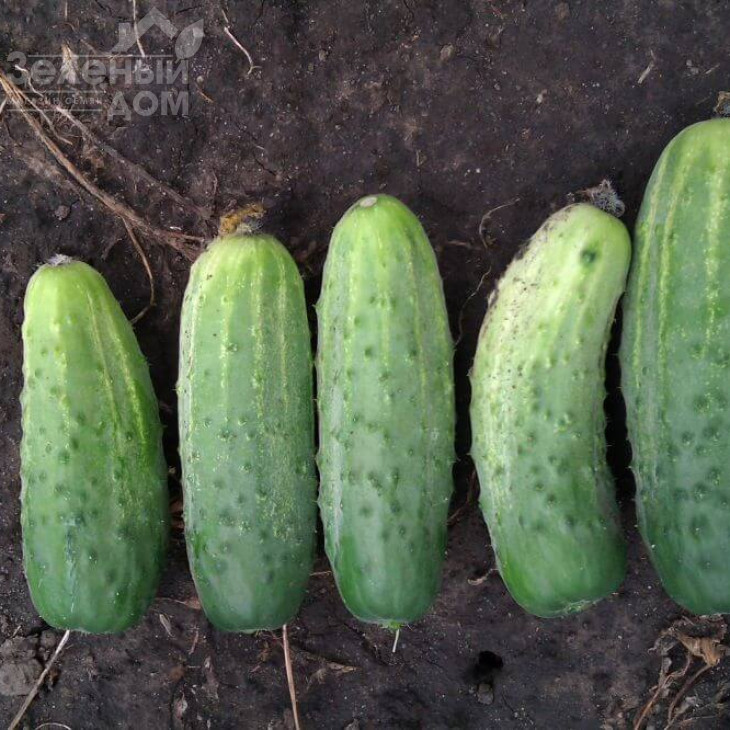 Бланка F1 / Blanka F1,40-45 днів фото 1