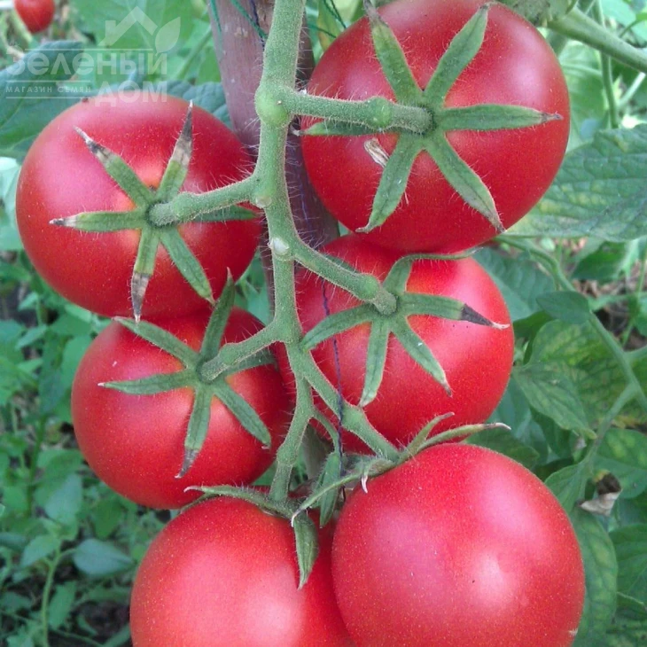 Бейбино F1 / Bejbino F1,90-100 дней фото 1