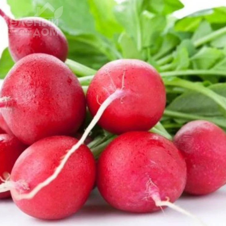 Катрена F1 / Katrena F1,20-25 дней фото 1