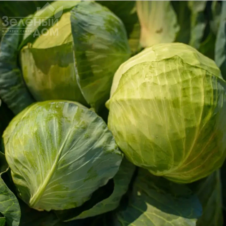 Лотто F1 / Lotto F1, 95-110 дней фото 2