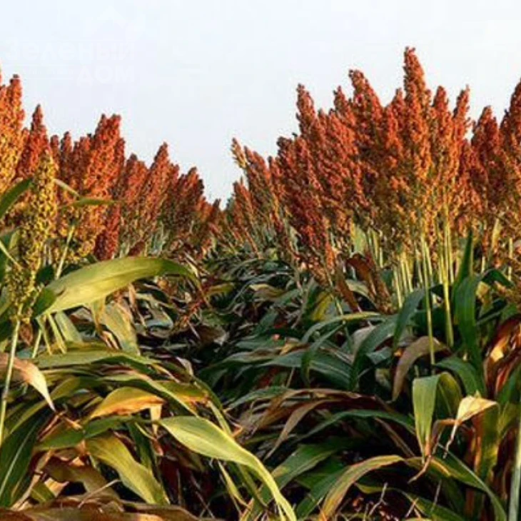 Суданка / Sudanka фото 1