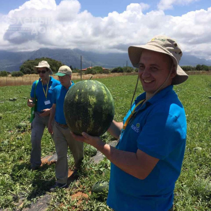 Целін F1 / Celin F1,60 днів фото 4
