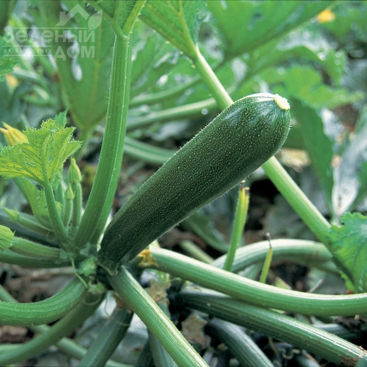 Кора F1 / Kora F1,40-42 дня фото 1