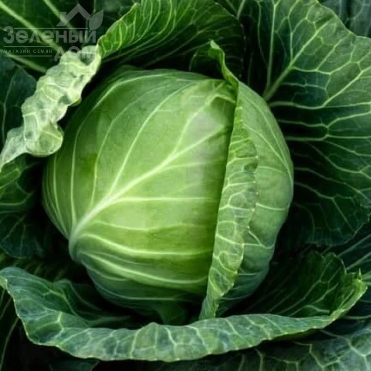 Копенгаген маркет / Kopengagen market фото 1