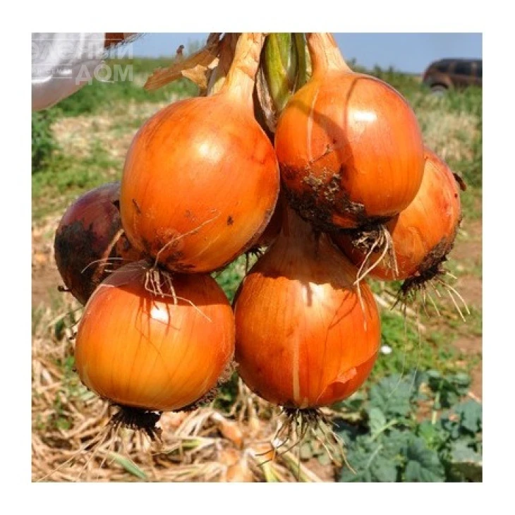 Меранто F1 / Meranto F1,110-115 дней фото 1