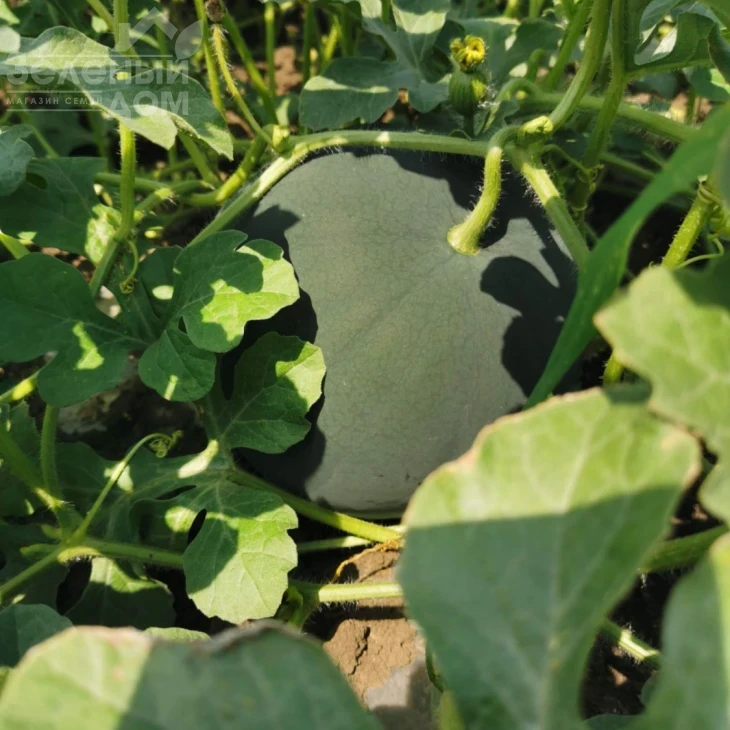 Блэки (INX 1748) F1 / Blacky (INX 1748) F1,62-63 дня фото 3