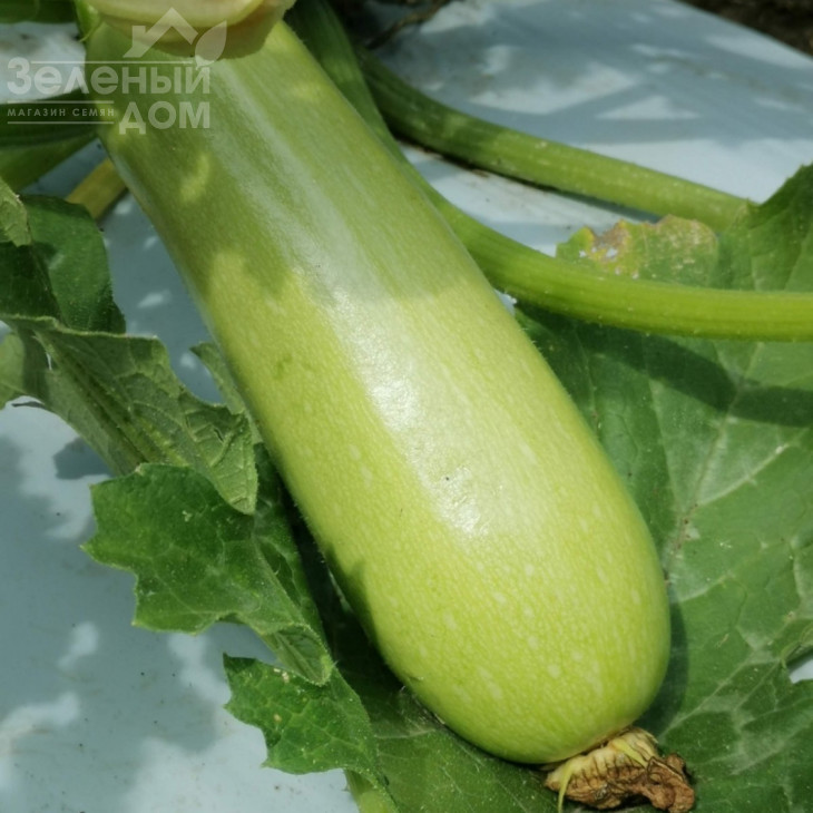 Реггі (INX 1424) F1 / Raggi (INX 1424) F1,37-40 днів фото 1