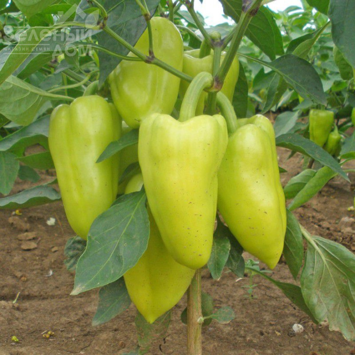 Славі F1 / Slavy F1,60-70 днів фото 1