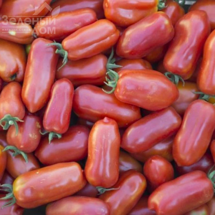 Корнабел F1 / Kornabel F1,60 дней фото 2