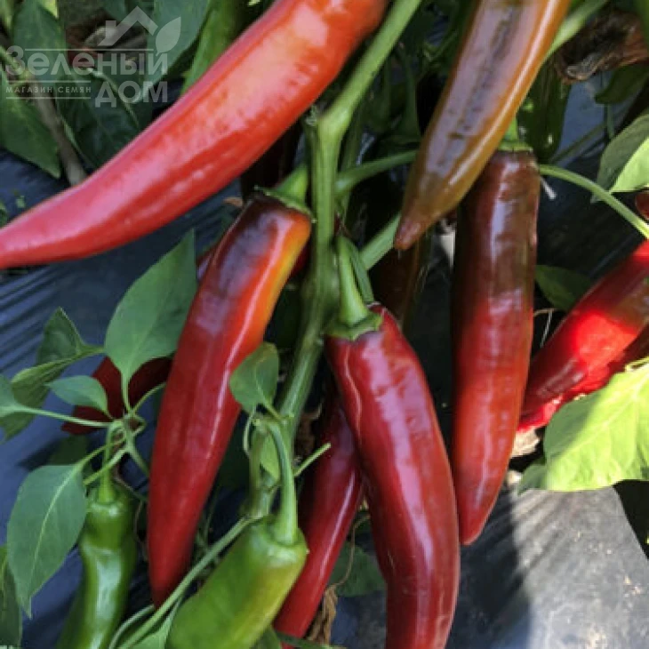 Хирош F1 / Hirosh F1,50 дней фото 2